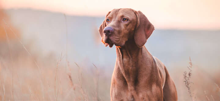 vivapet hundefutter themen einstiegsbanner